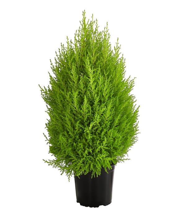 Zimmerzypresse 'Goldcrest', Pyramide