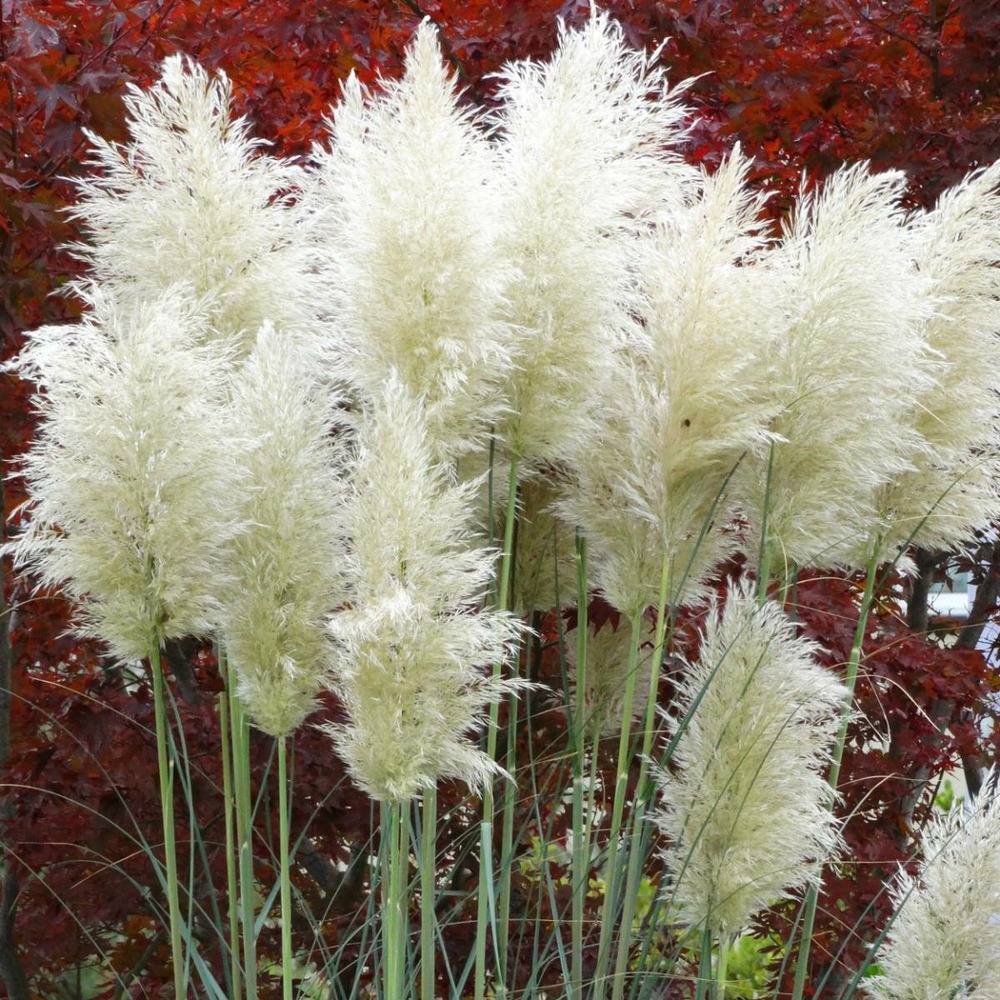 Herbe de la pampa selloana argentea/pot de 4l - 40/60 cm