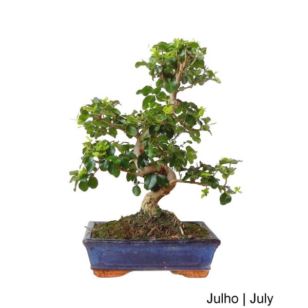 Luso Bonsai Ligustrum Bonsai de 10 Anos - 69116