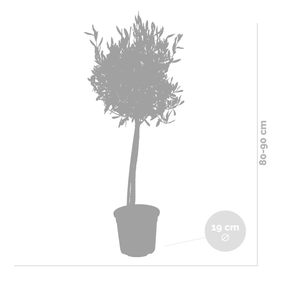 Olea europaea avec nutrition plantgrow - olivier sur tronc - arbre - rustique – ⌀19 cm - ↕80-90 cm
