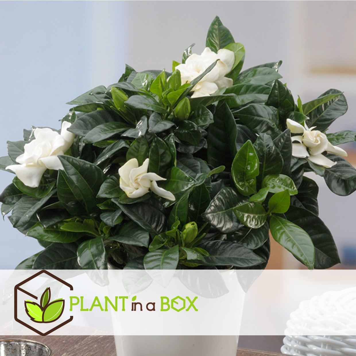 Gardenia jasminoides - jasmin du cap - pot 13cm - hauteur 25-40cm