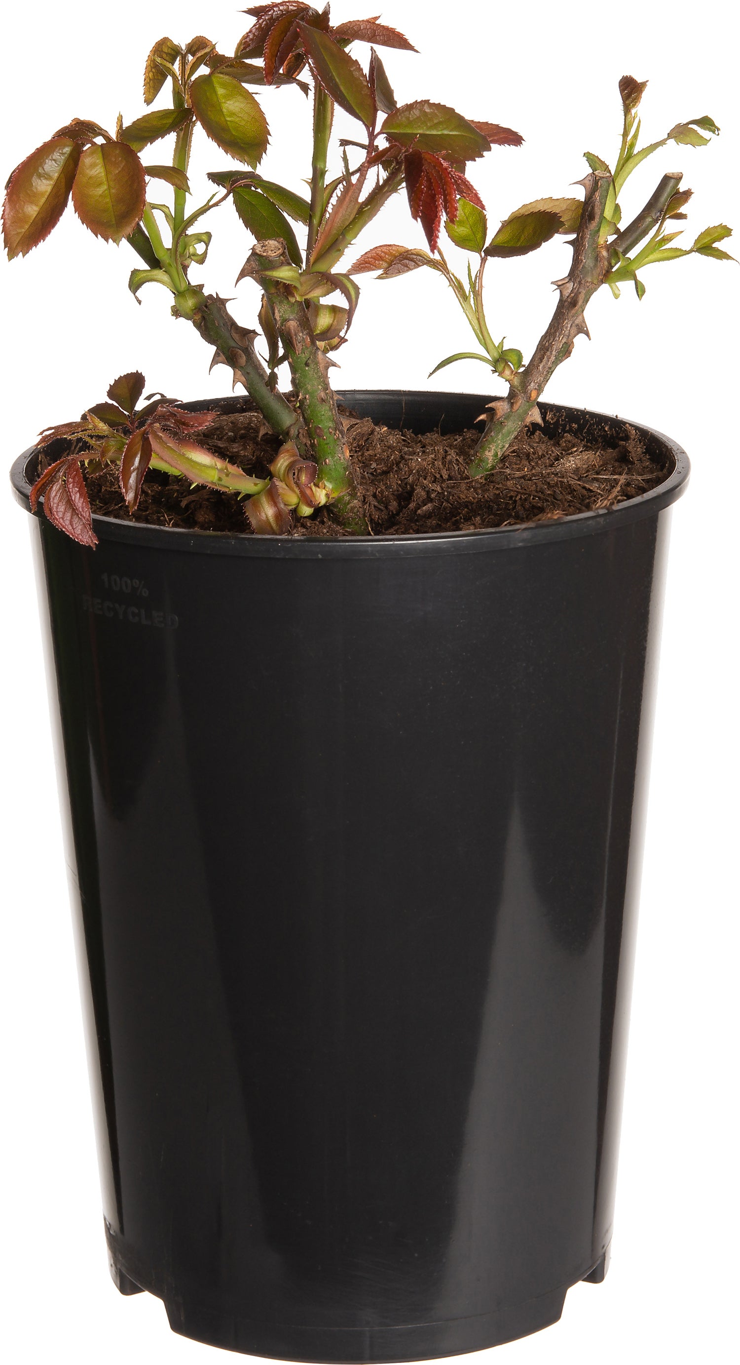 Struikroos (Rosa 'Lampion') D 19 H 10 cm