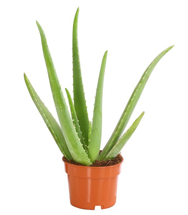 Echte Aloe - Aloe vera