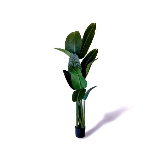 Oliivo Bananeira viajante 160cm