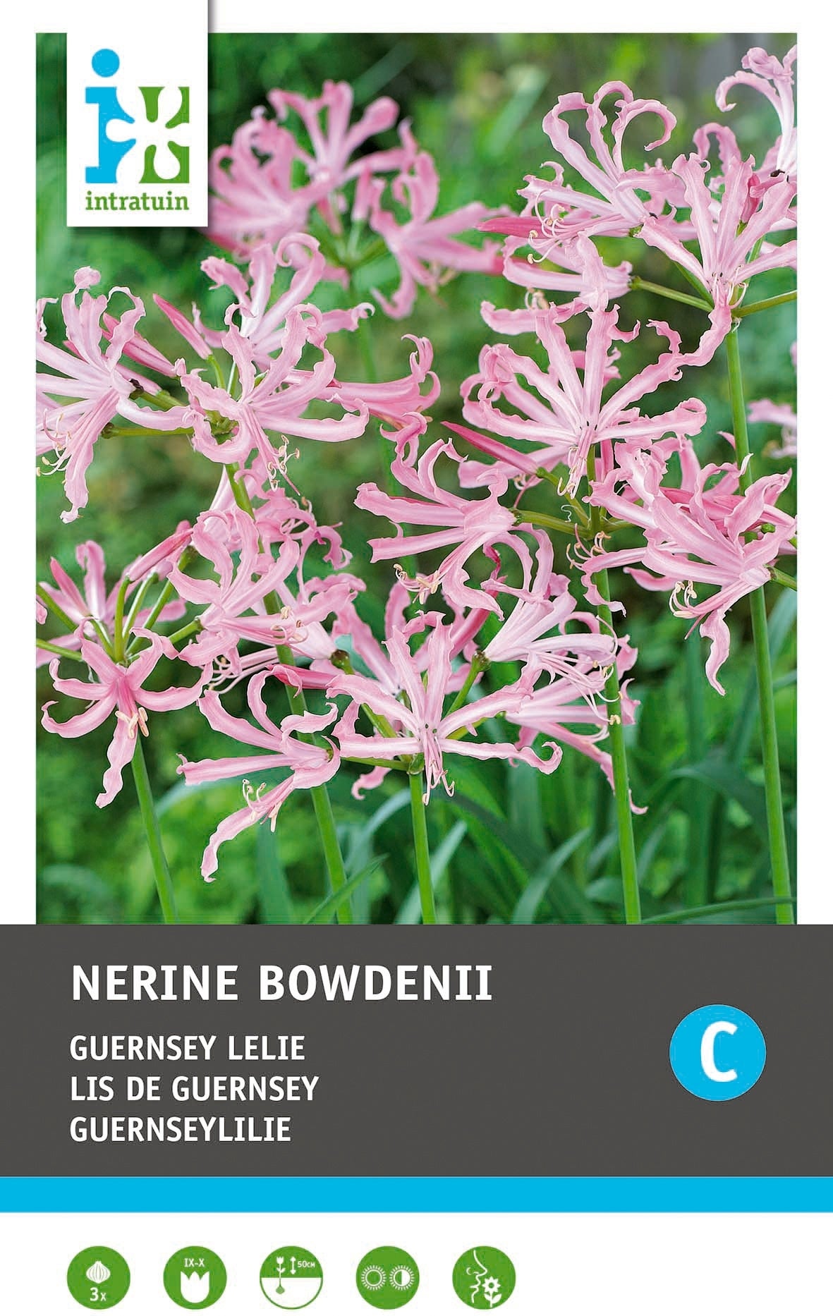 Intratuin bloembollen Kliplelie (Nerine bowdenii) 3 stuks
