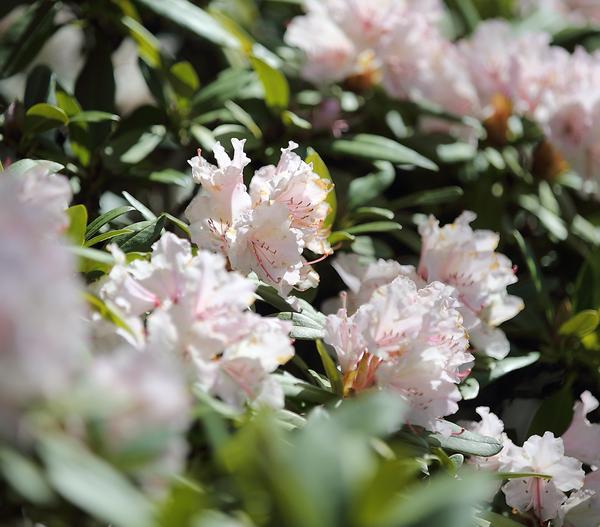 Rhododendron