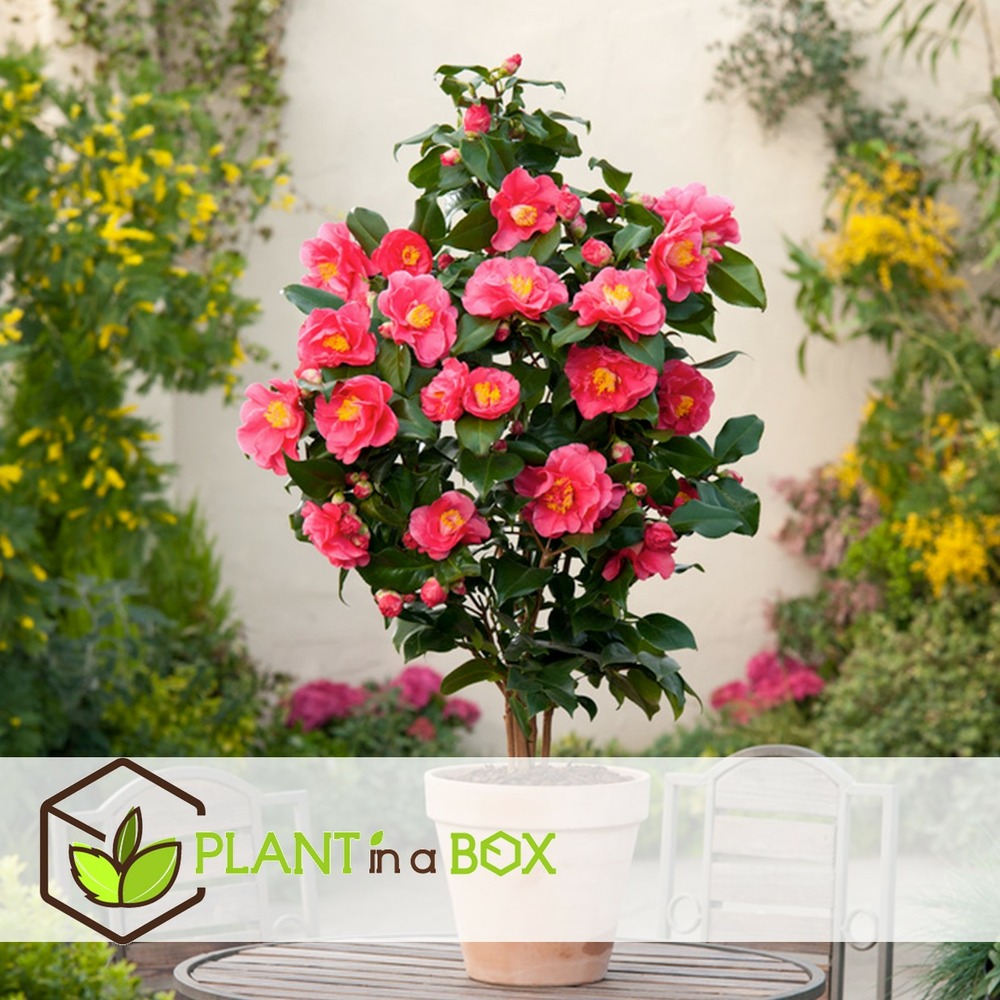 Camellia japonica 'dr. King' - set de 2 - rose - pot 15cm - hauteur 50-60cm
