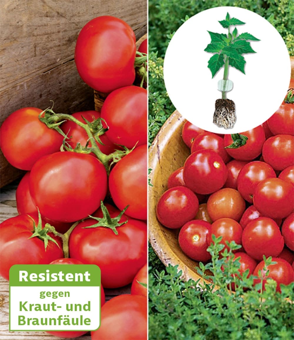 Kollektion 'Veredelte Tomaten'