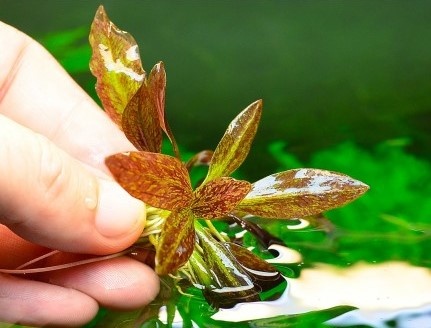 Waterplant Echinodorus 'Little Mystery' in bakje