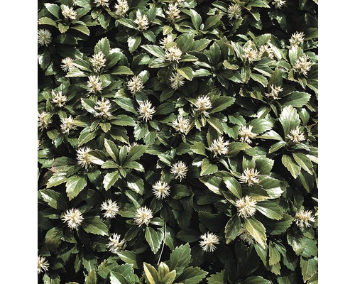 Pachysandra terminalis, schaduwminnende plant FloraSelf H 10-15 cm