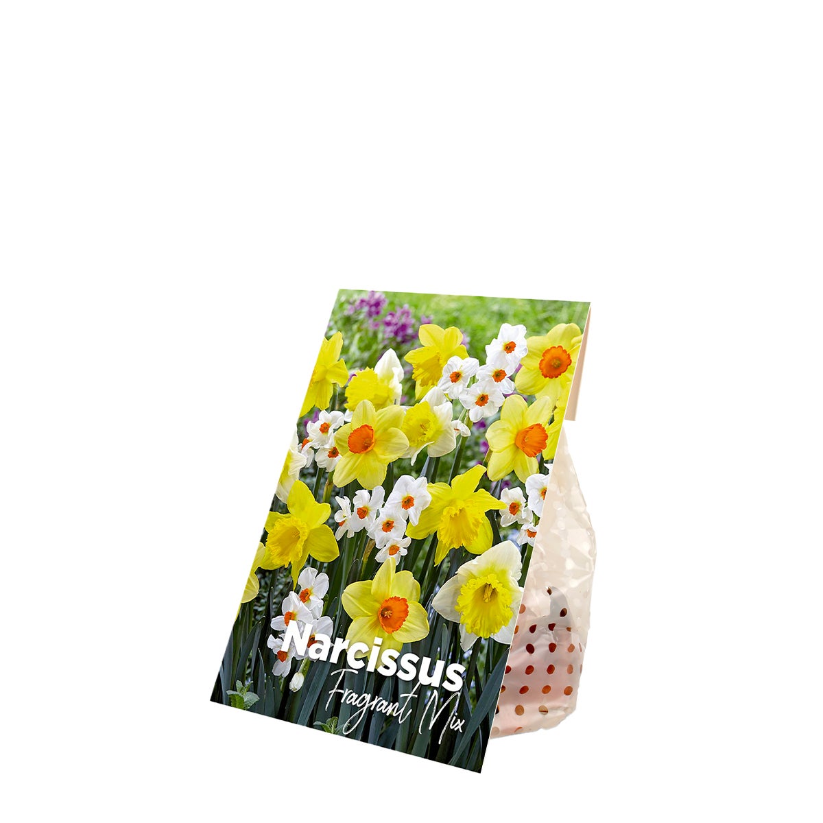Bloomique – Mix van 15 – Narcissen – Geurende mix – Kleurenmix – Bloembollen – Lentebloei – Vaste planten – Wordt 35–45 cm hoog