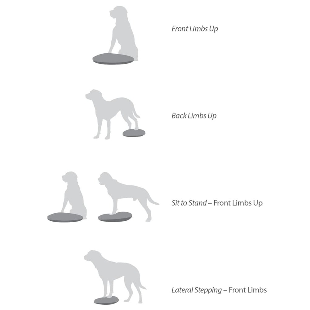 Disque d'équilibre pour animaux de compagnie 56 cm