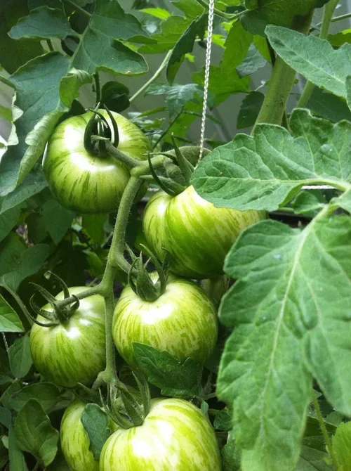 Solanum lycopersicum 'Green Zebra' Tomat ‘Green Zebra’ Ø10,5 cm