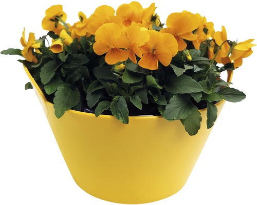 Gehoornde viooltje FloraSelf viola cornuta Ø 21 cm pot
