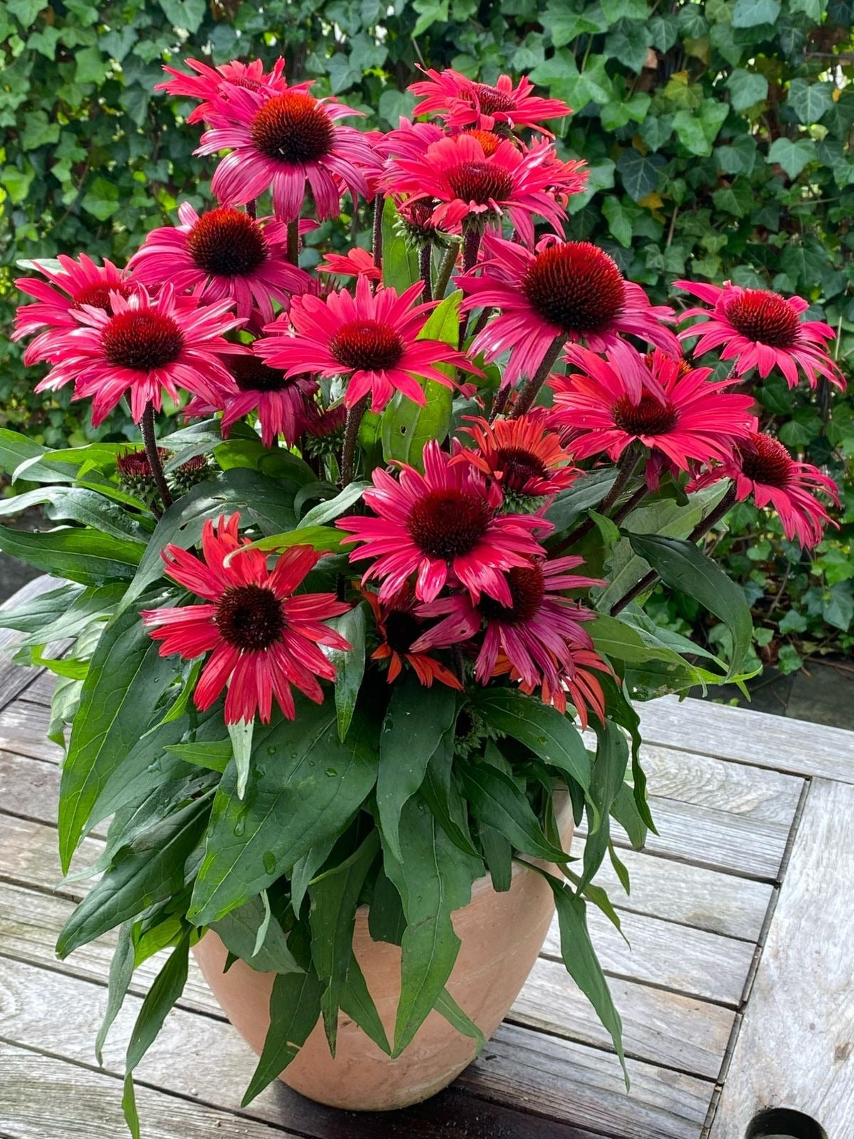 Zonnehoed (Echinacea purpurea 'SunSeekers Pomegranate') D 17 H 35 cm