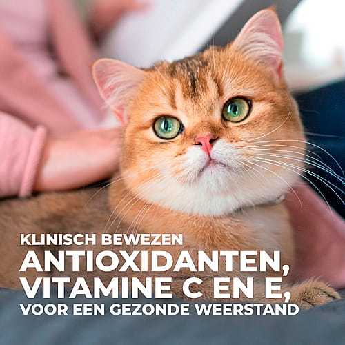 Hill's Science Plan Light Adult Kattenvoer Kip 1.5 kg