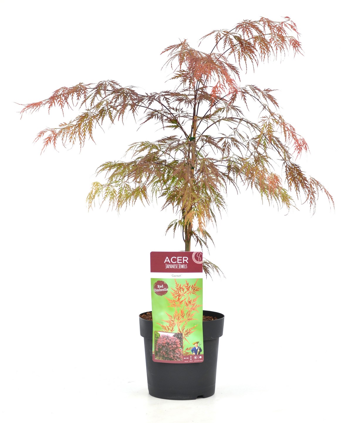 Acer palmatum 'garnet' - érable du japon - pot 19cm - hauteur 60-70cm