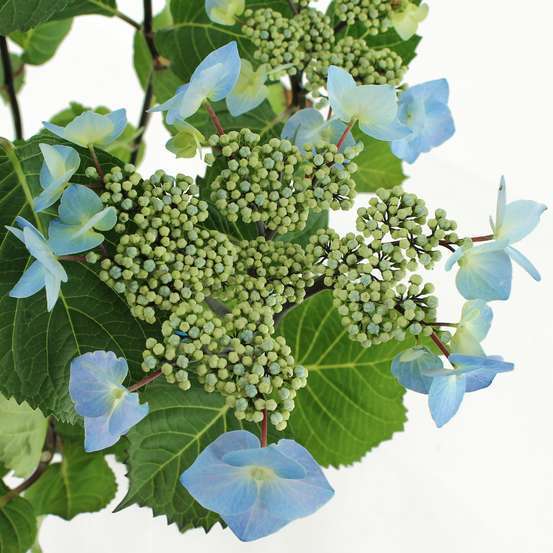Hydrangea macrophylla ' Zorro bleu '® : conteneur 5 litres