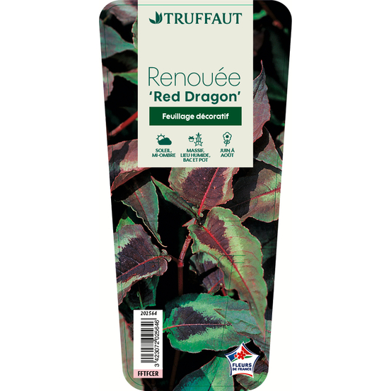 Renouée Red Dragon : godet