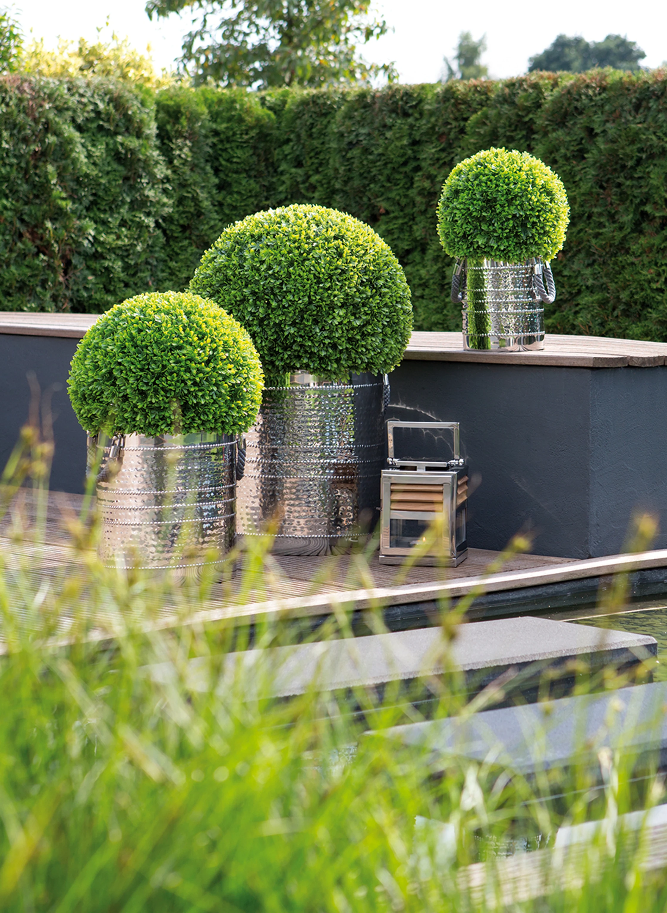 Fink Buchskugel BUXUS