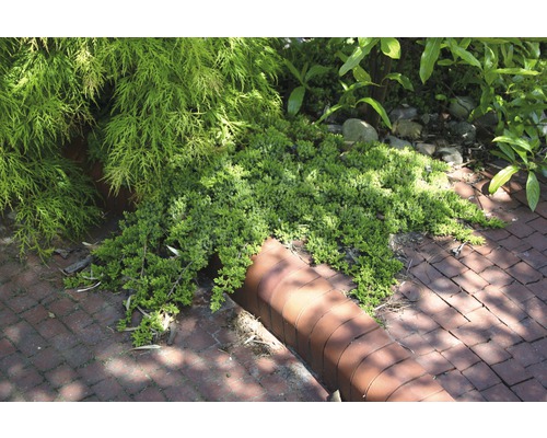 Kruipende jeneverbes FloraSelf Juniperus procumbens 'Nana' H 20-25 cm Co 2 L
