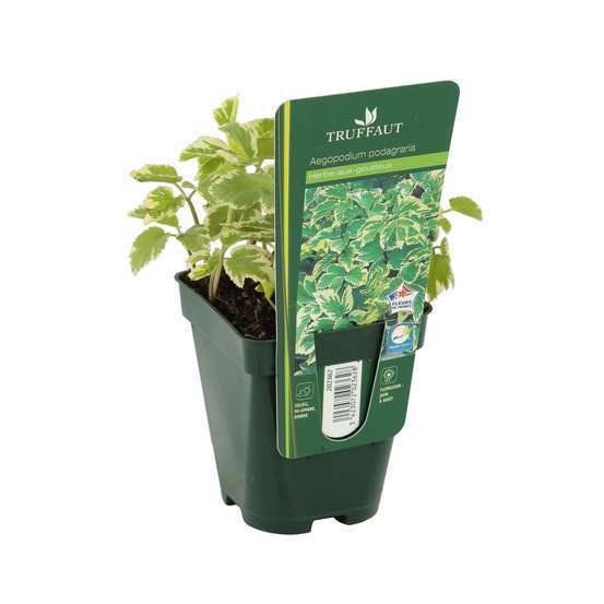 Herbe aux goutteux : godet