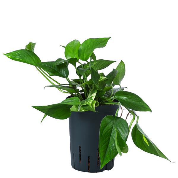 Efeutute - Epipremnum aureum, Hydrokultur
