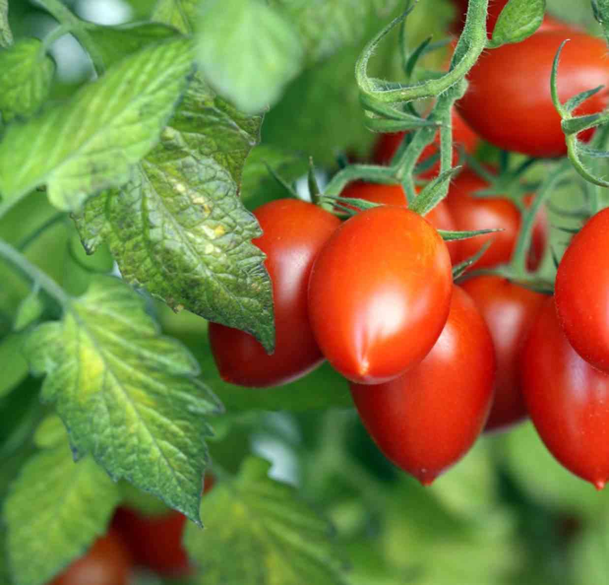 Cyphomandra betacea (tomates en arbre ou tamarillo)) blanc - taille pot de 3 litres ? 20/40 cm