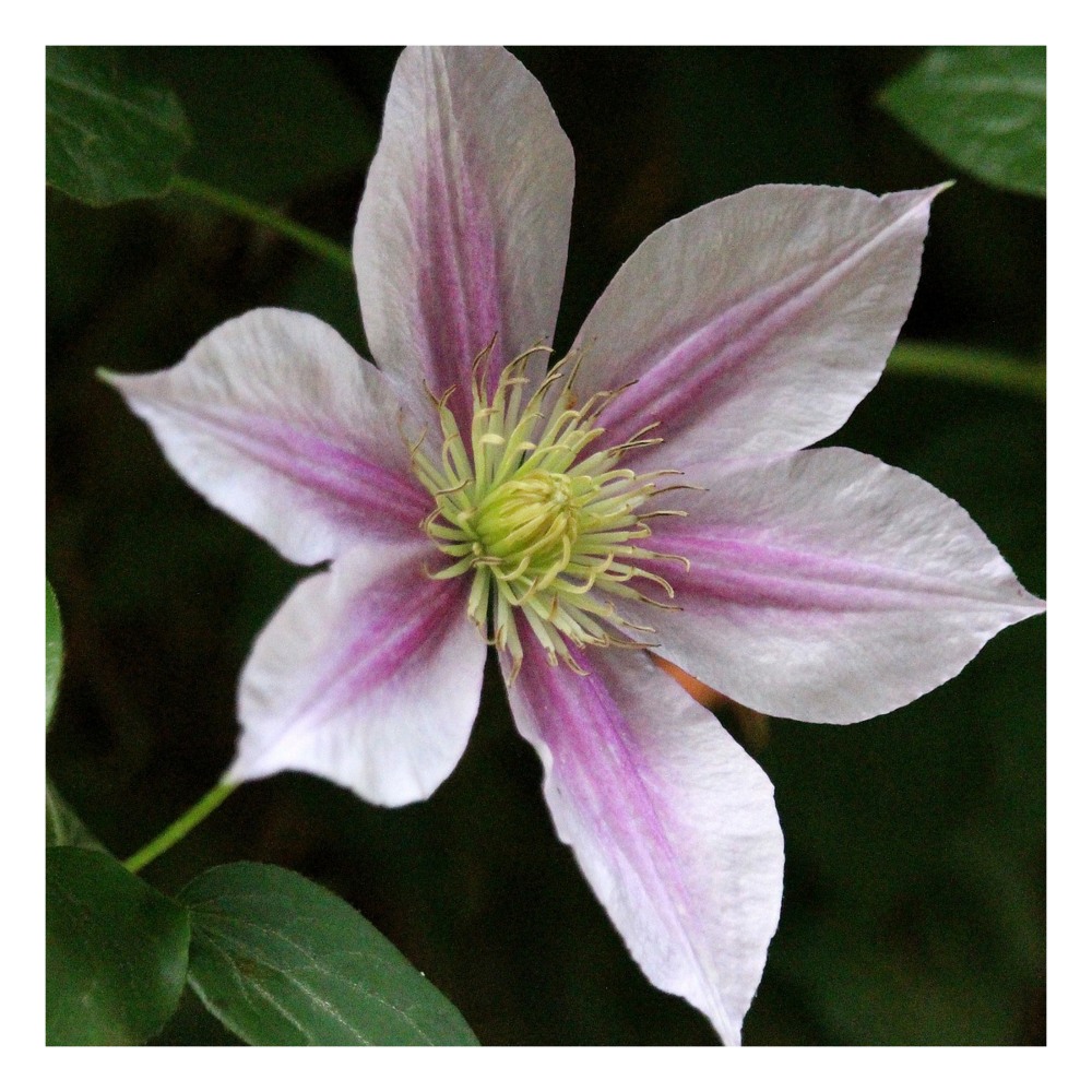 Clématite sally™ 'evipo077'/clematis sally™ 'evipo077'[-]pot déco de 4,6l - echelle 60 cm