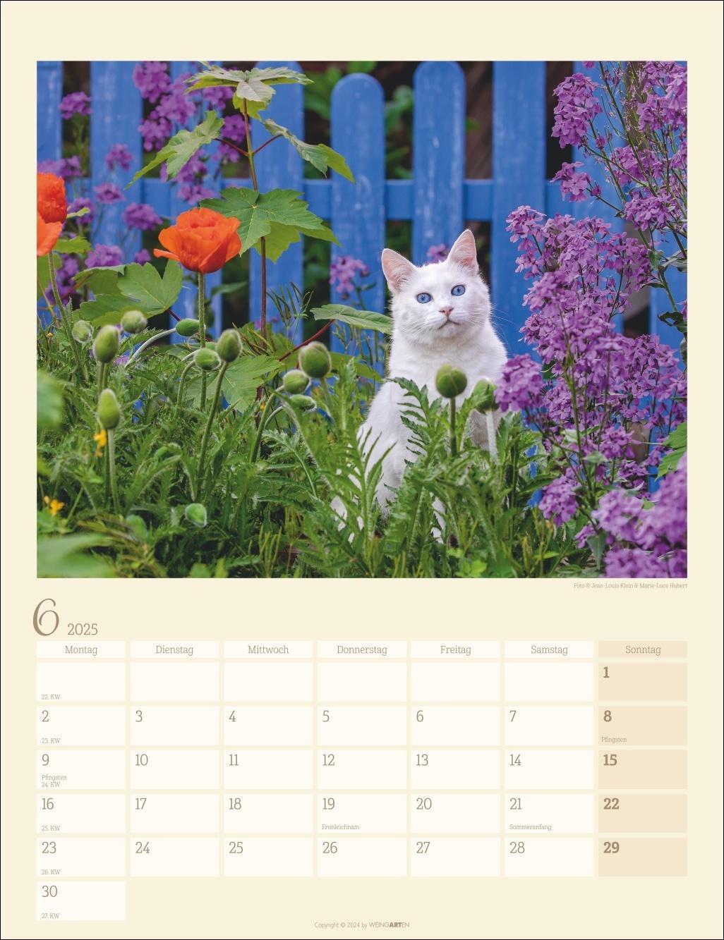 Katzen auf dem Lande Kalender 2025