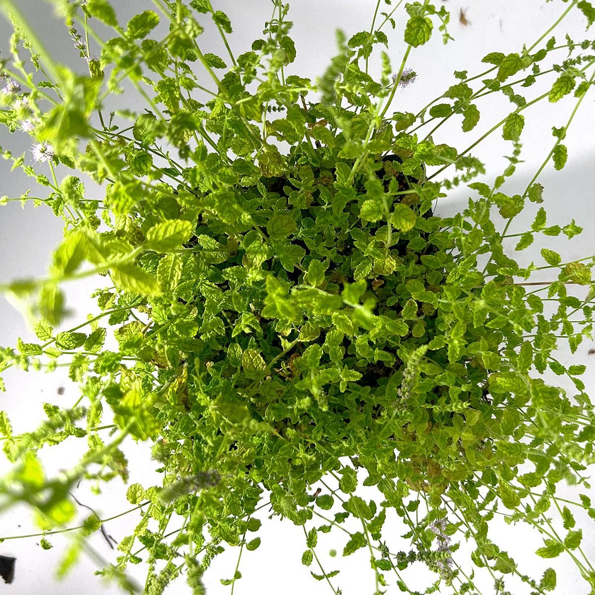 SMART GREENS ERDBEERMINZE getrocknet, 60g