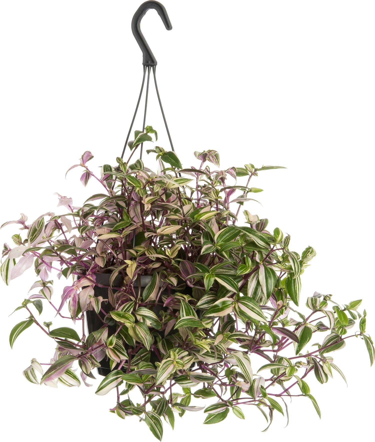 Vaderplant (Tradescantia fluminensis 'Quadricolor') D 12 H 16 cm