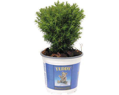 FloraSelf 'Teddy' 'Teddy' 'Knuffelboom' H 15-20 cm Co 1.5 L