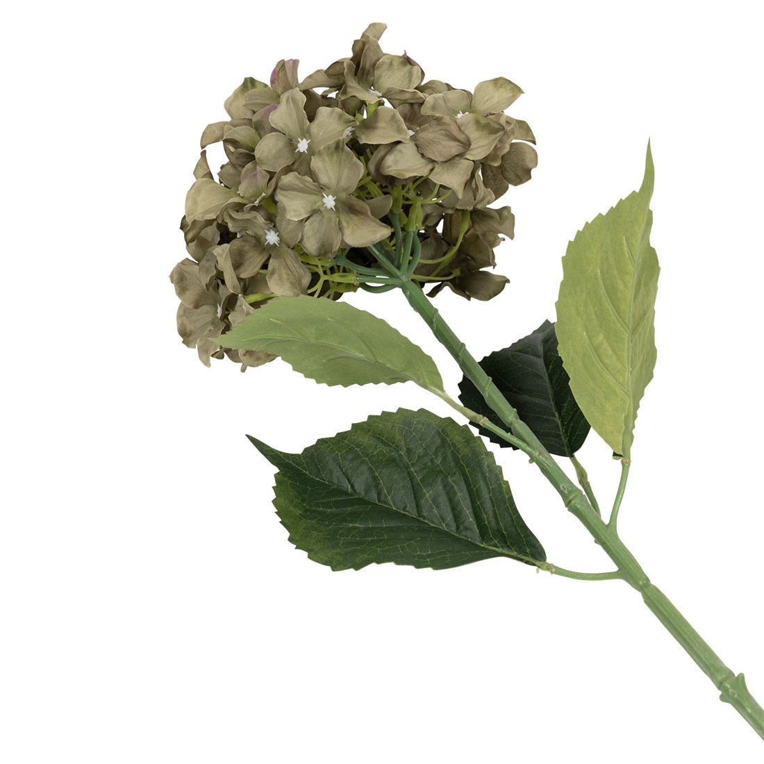 Hortensia blomst