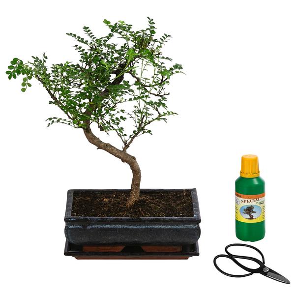 Bonsai Szechuan-Pfeffer - Zanthoxyllum