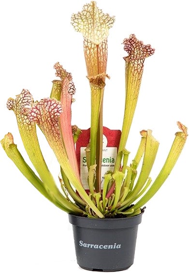 Trompetbekerplant (Sarracenia 'Compacta') D 9 H 20 cm