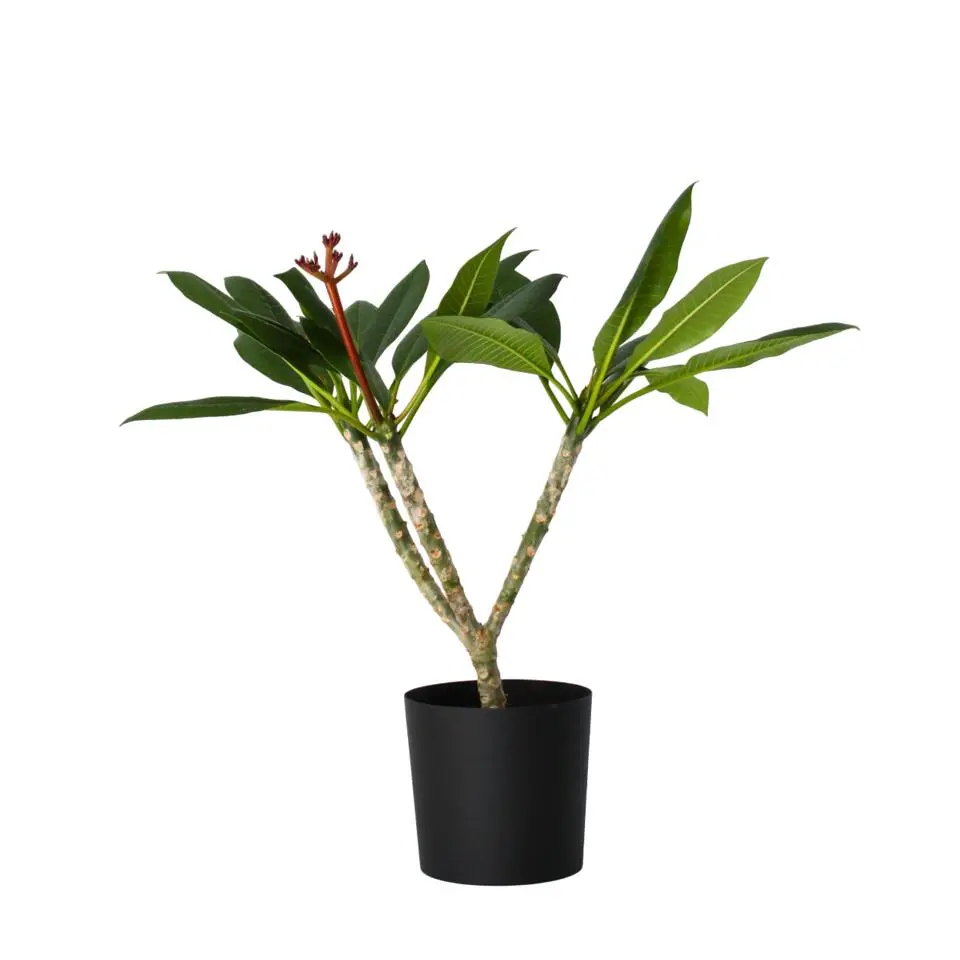 Frangipani wit - Plumeria rubra 'White' - Hoogte 55-70cm - ⌀17cm