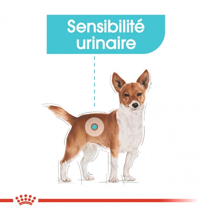 Royal Canin Mini Urinary Care - Croquettes pour chien