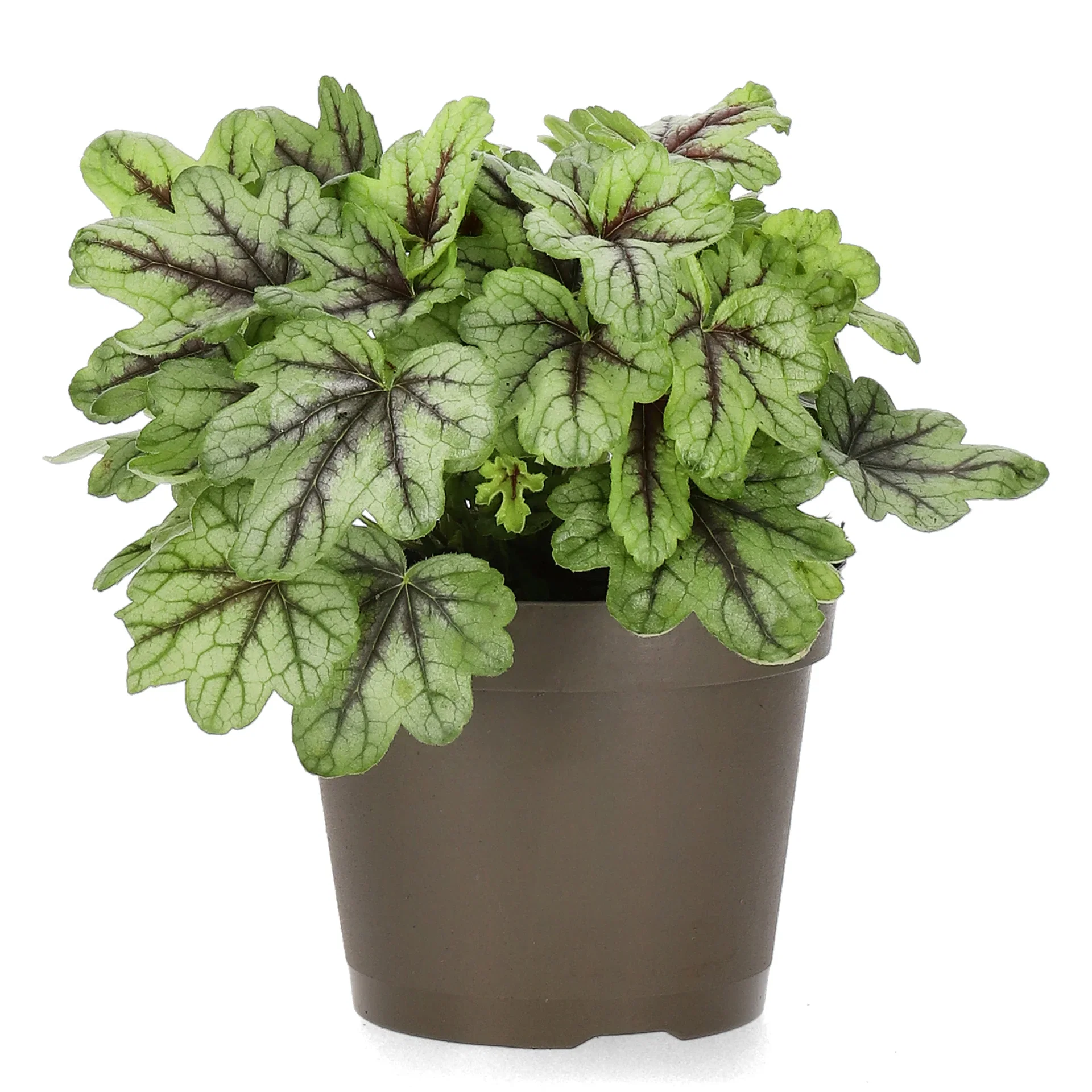 Heuchera Green 15cm Alunrot Ø15 cm