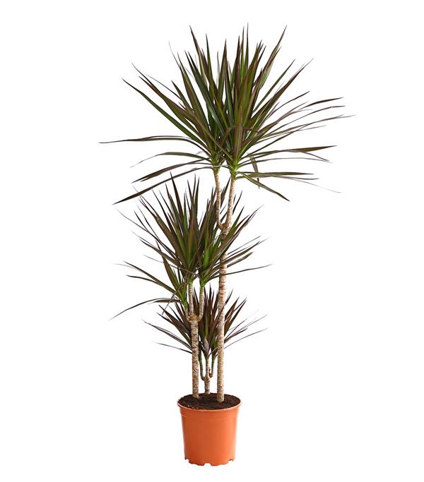 Drachenbaum - Dracaena marginata 'Magenta'