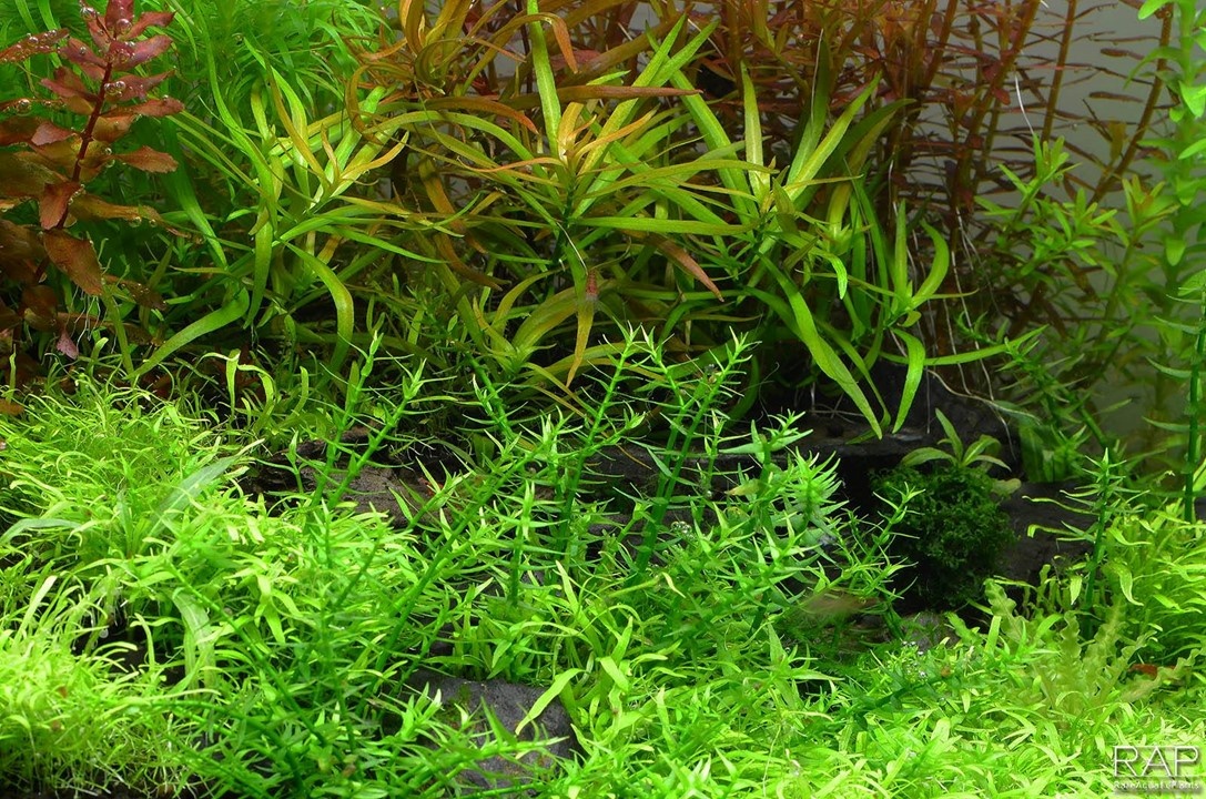 Waterplant Gratiola Viscidula