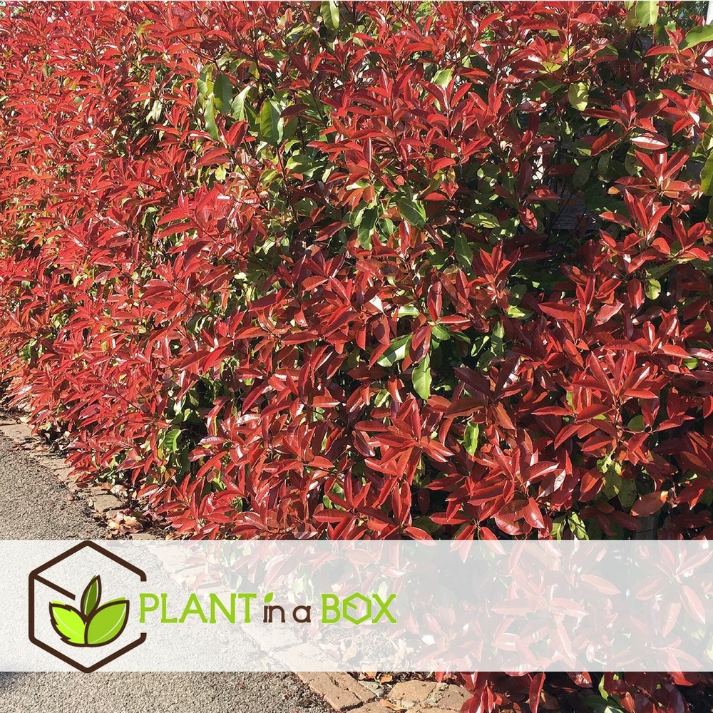 Photinia fraseri red robin - set de 6 - pot 17cm - hauteur 30-40cm