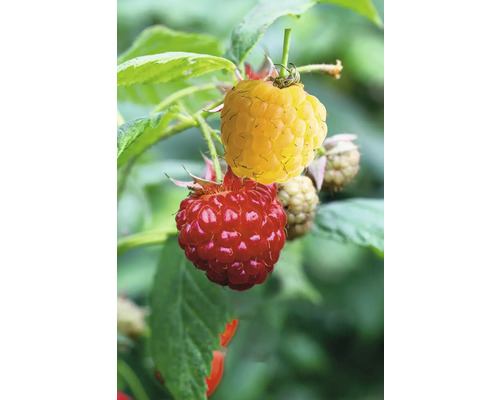 Biologische Frambozen Duo Espalier FloraSelf Biologische Rubis idaeus gele, rode bessen Co 5 L
