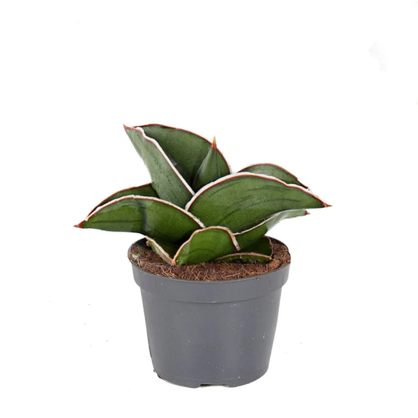 Sculpture plants Miniplanter Høyde 10-15 cm