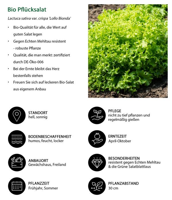 Bio Pflücksalat 'Lollo Bionda', 6er Schale
