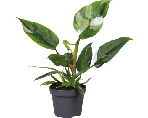 Boom Philodendron wit Mix FloraSelf soorten H 20-30 cm Ø 12 cm pot