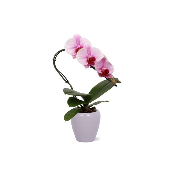 Orchidée Phalaenopsis Cygne - coupe céramique D9 cm