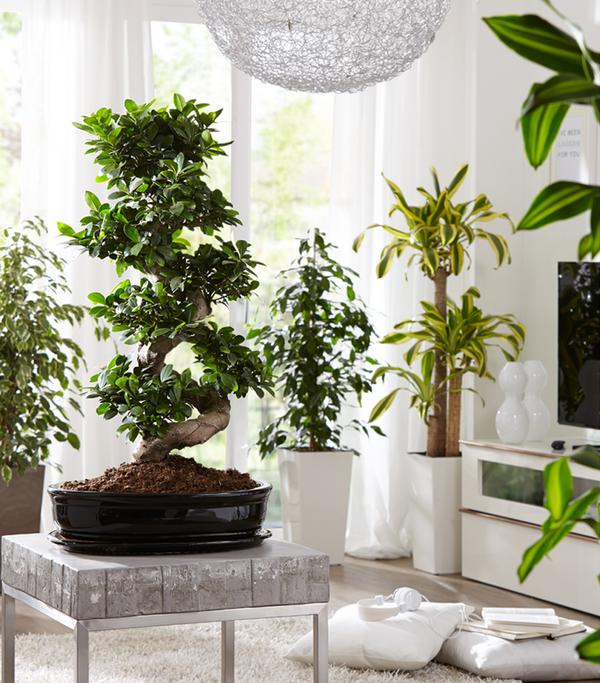 Chinesische Feige - Ficus microcarpa