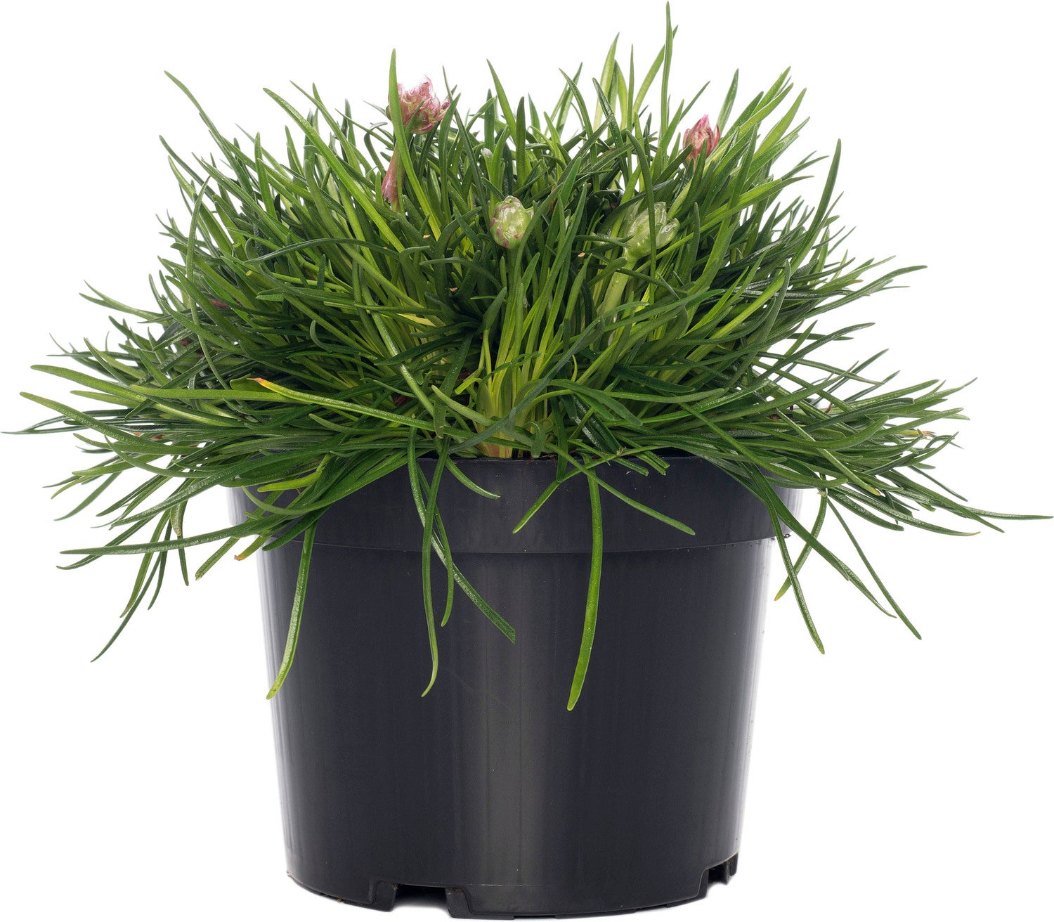 Engels gras (Armeria pseudarmeria 'Dreameria Sweet') D 15 H 30 cm