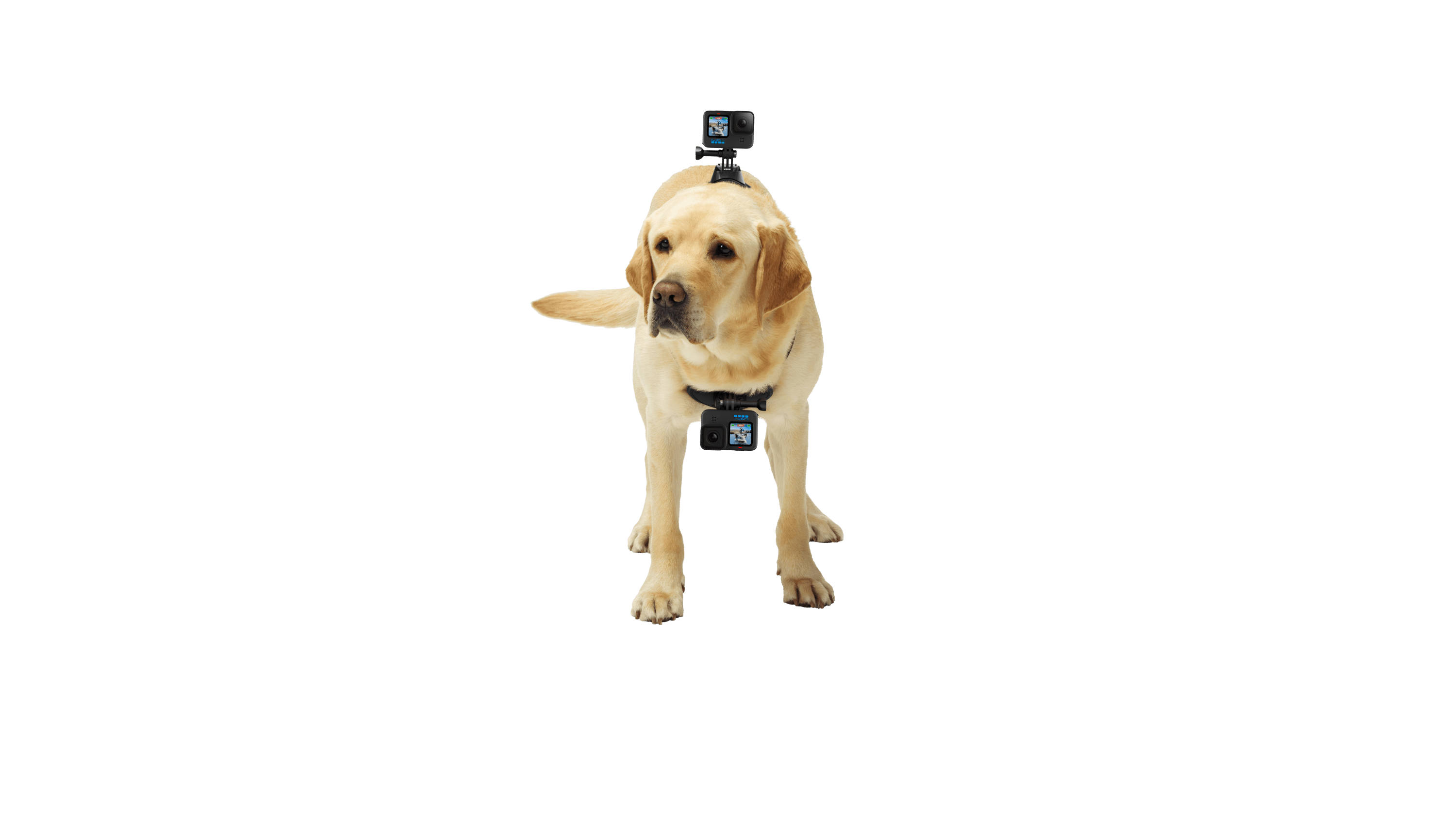Hundegeschirr „Fetch“(Kamerahalterung für Hunde-POV-Aufnahmen)